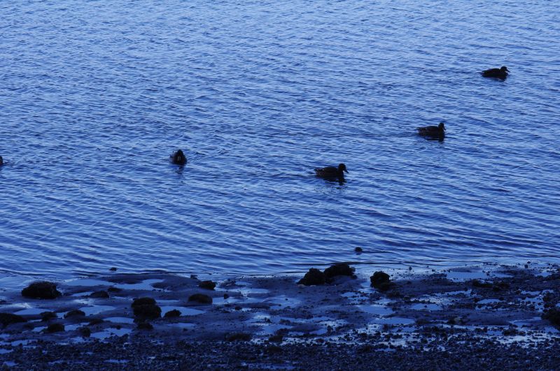 Maylor's Point trail ducks